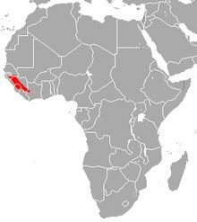 Guinean horseshoe bat httpsuploadwikimediaorgwikipediacommonsthu