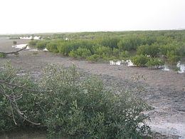 Guinean mangroves httpsuploadwikimediaorgwikipediacommonsthu