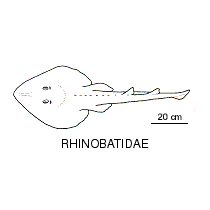 Guitarfish fishesofaustralianetauimagesfamilyrhinobatida