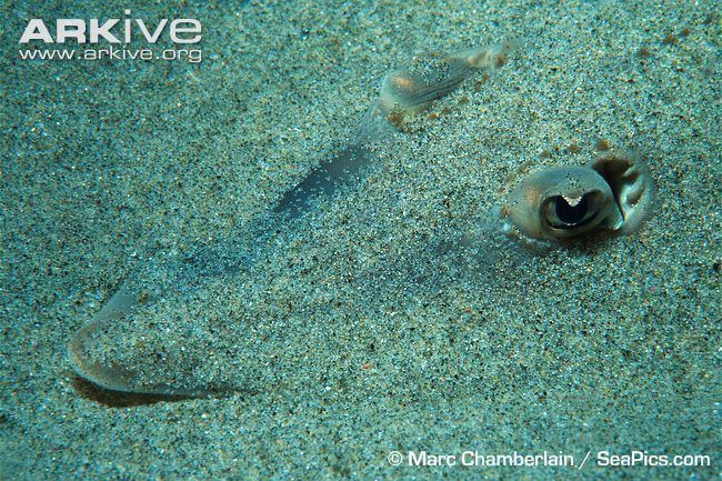 Guitarfish Shovelnose guitarfish videos photos and facts Rhinobatos