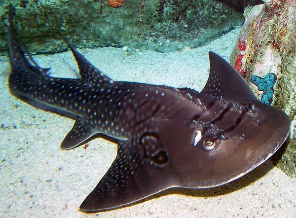 Guitarfish Aquarium of the Pacific Online Learning Center Bowmouth Guitarfish