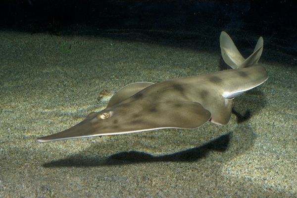 Guitarfish Shovelnose Guitarfish Information and pictures