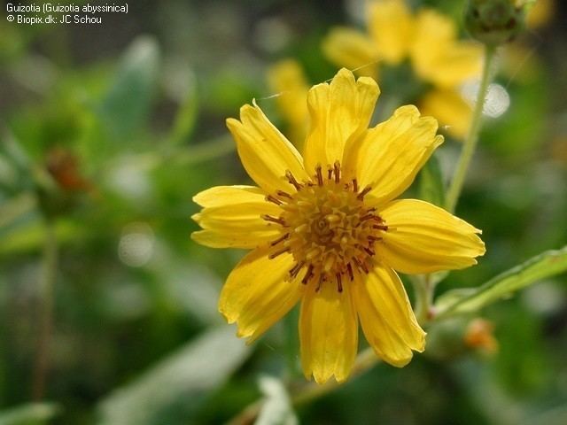 Guizotia abyssinica COMPOSITAE