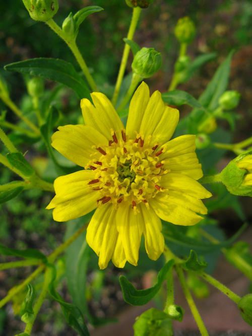 Guizotia abyssinica Nyjer Guizotia abyssinica flowering in December