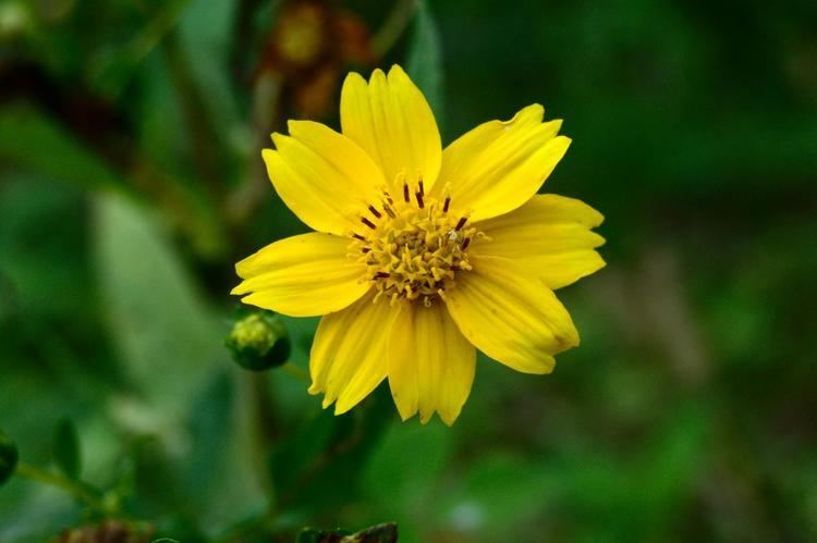 Guizotia abyssinica Niger Guizotia abyssinica Feedipedia