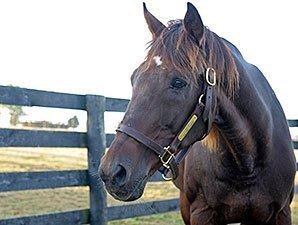 Gulch (horse) Champion Sprinter Gulch Euthanized at Age 32 BloodHorsecom