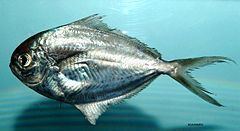 Gulf butterfish httpsuploadwikimediaorgwikipediacommonsthu