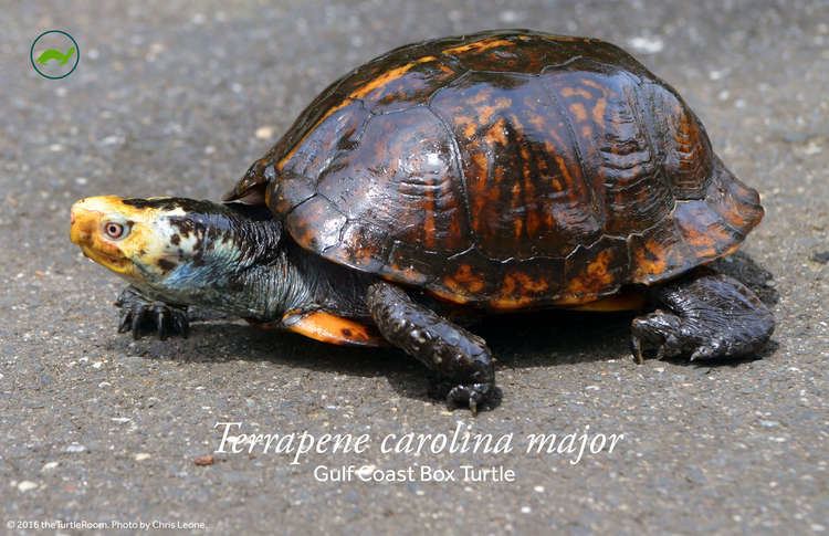 Gulf Coast box turtle Terrapene carolina major Gulf Coast Box Turtle PostertheTurtleRoom