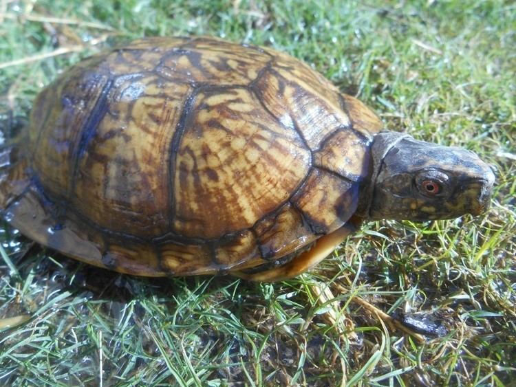 Gulf Coast box turtle Arizona Tortoise Compound