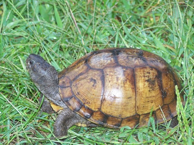 Gulf Coast box turtle wwwturtlerescuesorggallery2mainphpg2viewco