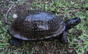 Gulf Coast box turtle Gulf Coast Box Turtle Terrapene Carolina major Box Turtles