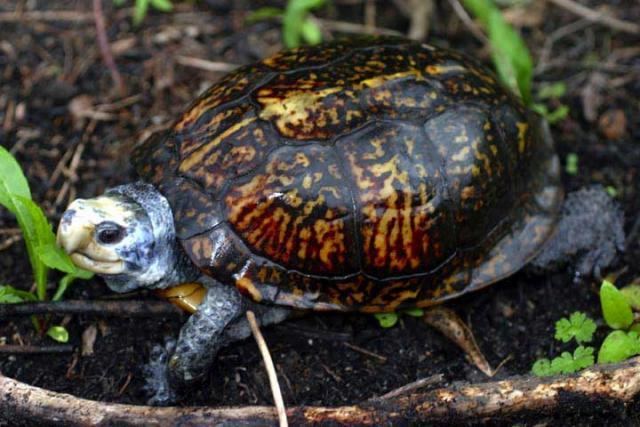 Gulf Coast box turtle Gulf Coast Box Turtle