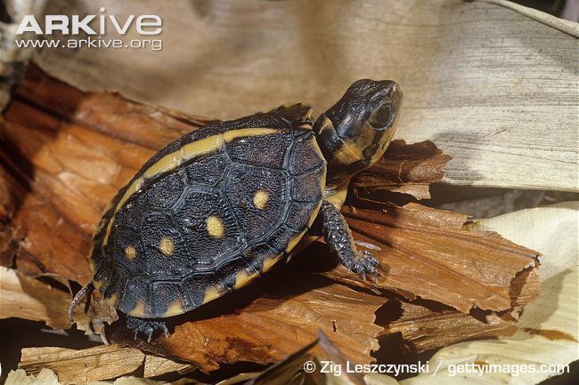 Gulf Coast box turtle Common box turtle photo Terrapene carolina G27593 ARKive