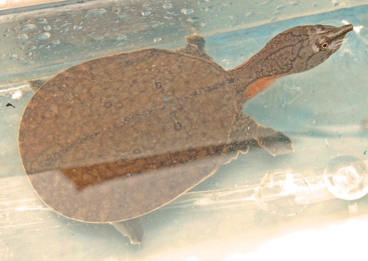 Gulf Coast spiny softshell turtle