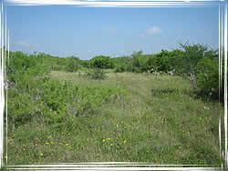 Gulf Coastal Plain Texas AampM Forest Service Trees of Texas Ecoregions Western