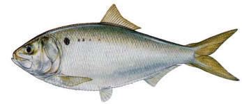 Gulf menhaden Interjurisdictional Fisheries Program IJF Fishery Profiles