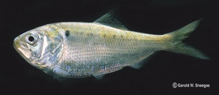 Gulf menhaden Fishes of Texas Brevoortia patronus