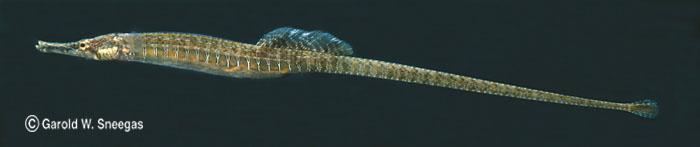 Gulf pipefish Fishes of Texas Syngnathus scovelli