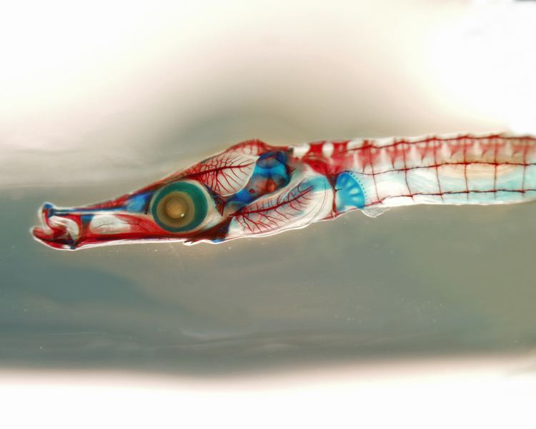 Gulf pipefish Researchers publish reference genome of gulf pipefish