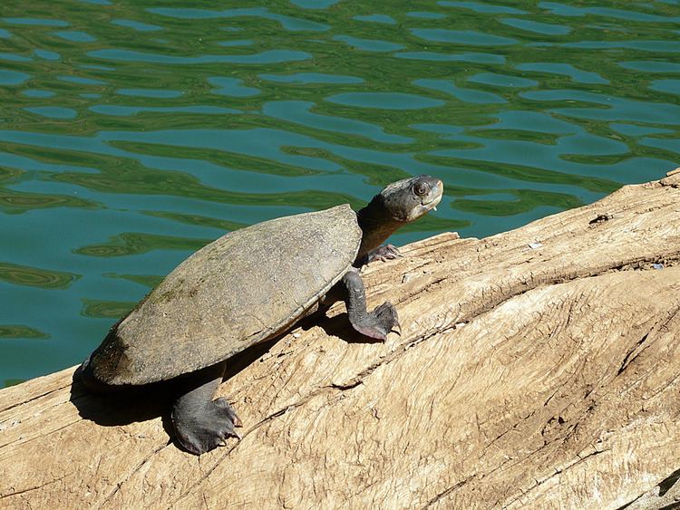 Gulf snapping turtle httpswetlandinfoehpqldgovauwetlandsspecie