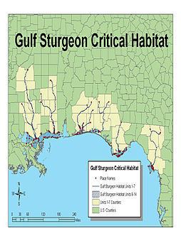 Gulf sturgeon Gulf sturgeon Wikipedia