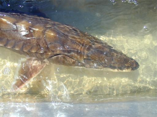 Gulf sturgeon Welaka National Fish Hatchery