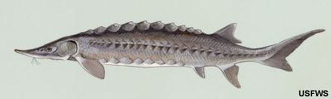 Gulf sturgeon This Ugly Fish