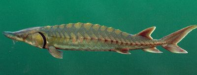Gulf sturgeon wwwoutdooralabamacomsitesdefaultfilesfishin