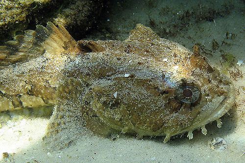 Gulf toadfish Gulf Toadfish Destin Florida At the Destin jetties Flickr