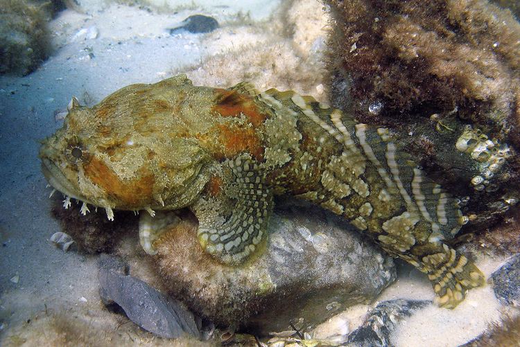 Gulf toadfish Gulf toadfish Destin Florida Destin jetties Dave C Flickr
