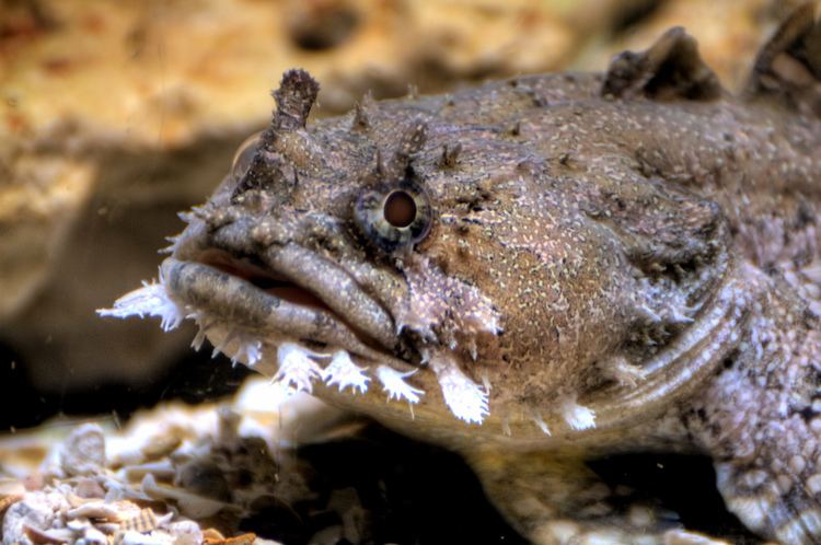 Gulf toadfish GULF TOADFISH Opsanus beta DSC1584 Jonathan Sabin Flickr