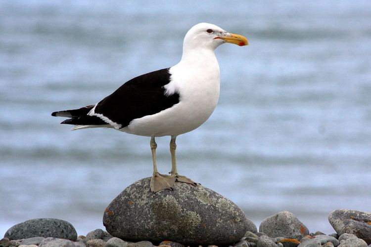 Gull Southern blackbacked gull New Zealand Birds Online