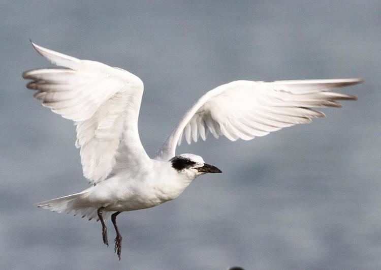 Gull-billed tern Gullbilled tern New Zealand Birds Online