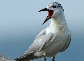 Gull-billed tern Gullbilled Tern Identification All About Birds Cornell Lab of
