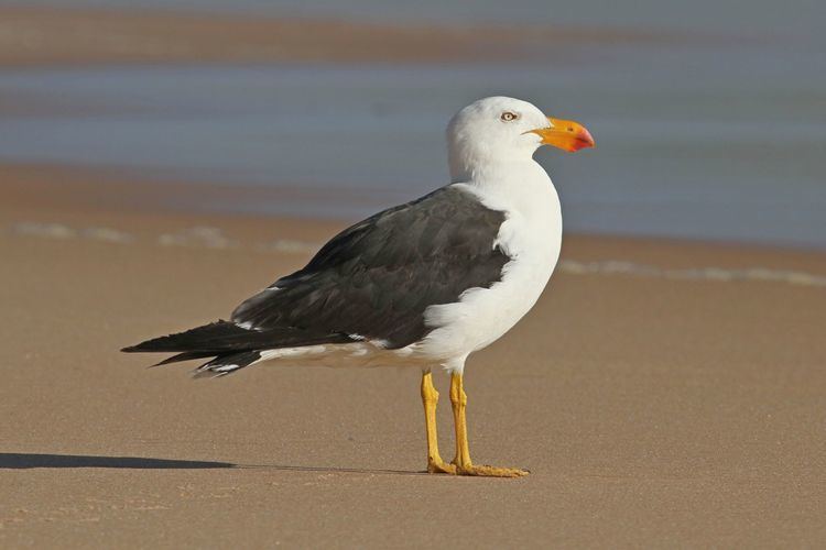 Gull Pacific gull New Zealand Birds Online