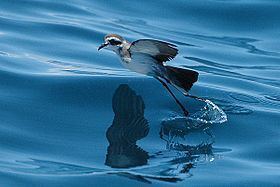 Gull Island (Tasmania) httpsuploadwikimediaorgwikipediacommonsthu