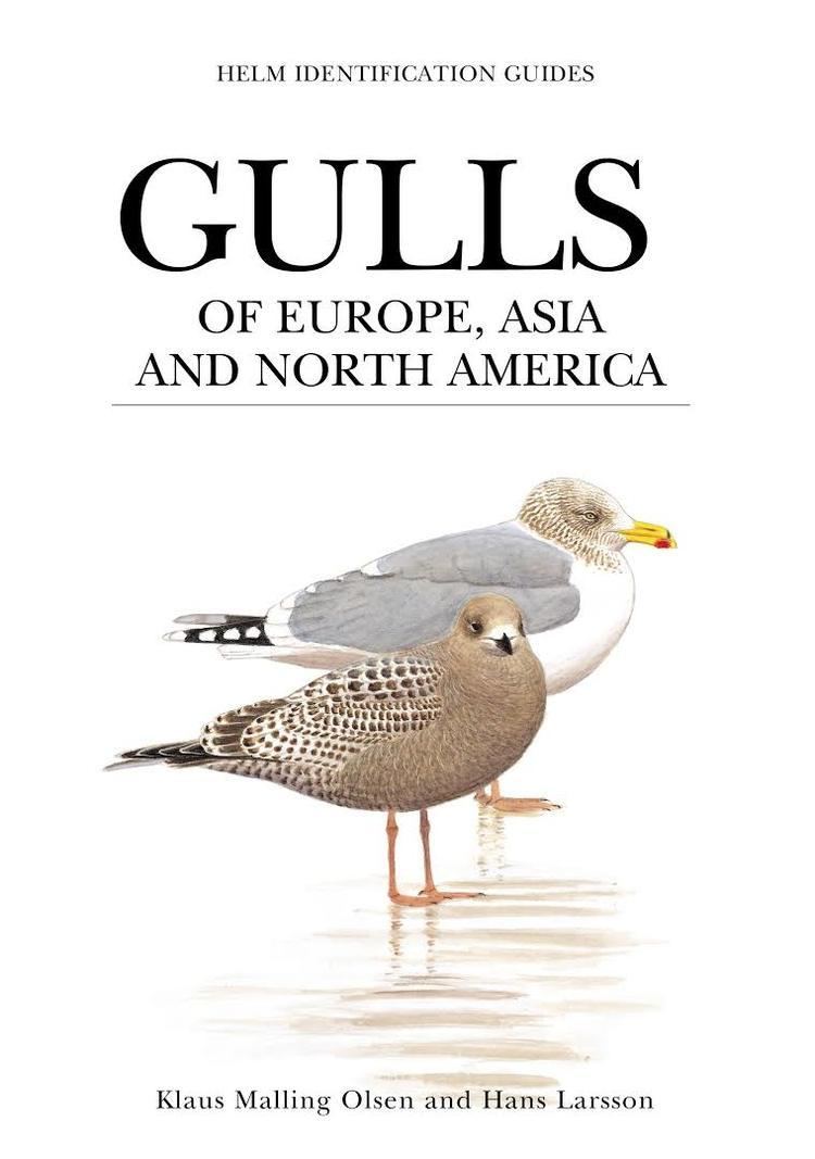Gulls of Europe, Asia and North America t1gstaticcomimagesqtbnANd9GcRTtgj8kPBHcTEnW
