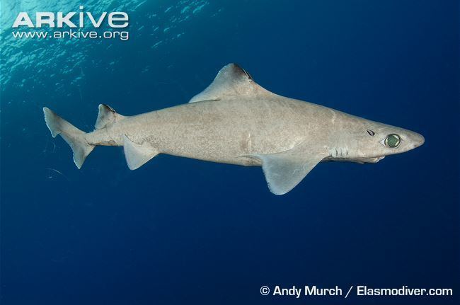 Gulper shark Gulper shark photo Centrophorus granulosus G131171 ARKive