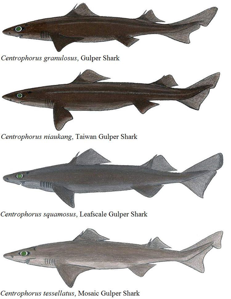 Gulper shark Gulper shark Wikipedia