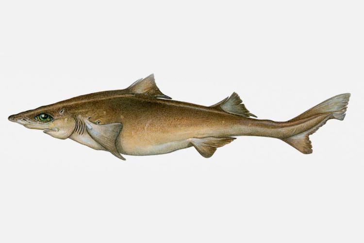 Gulper shark Dwarf Gulper Shark Shark Week Discovery