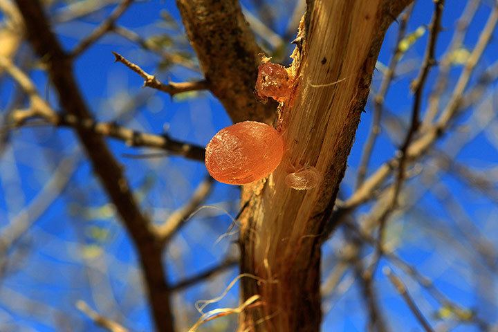 Gum arabic What Could Be Wrong With Gum Arabic OU Kosher