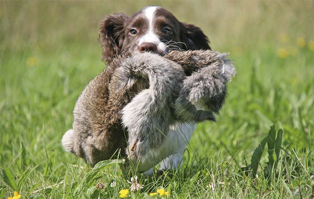 Gun dog Gundog puppy schools training your pup The Field
