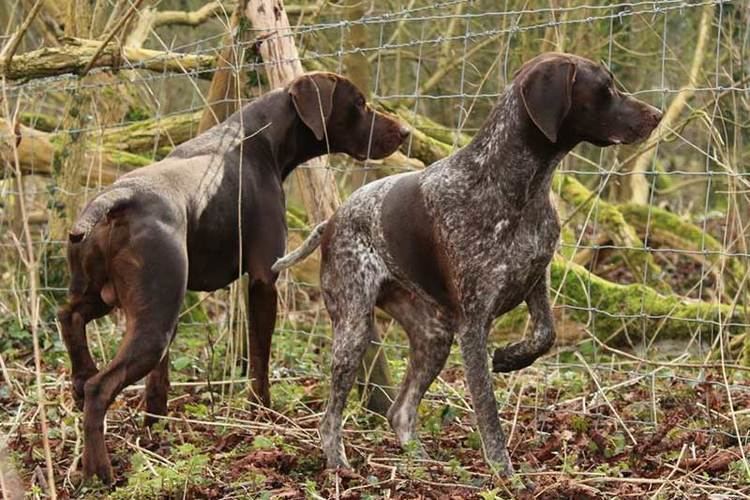 Gun dog Gundogs for Sale on Gundog Breeders UK