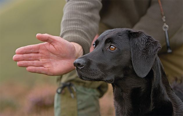 Gun dog Gundog schools private education for pups The Field
