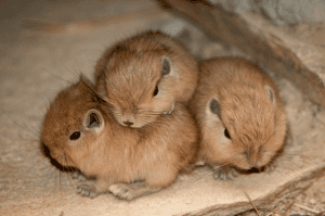 Gundi North African Gundi Facts