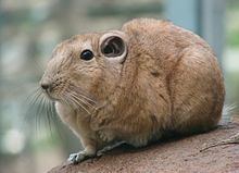 Gundi Gundi Wikipedia