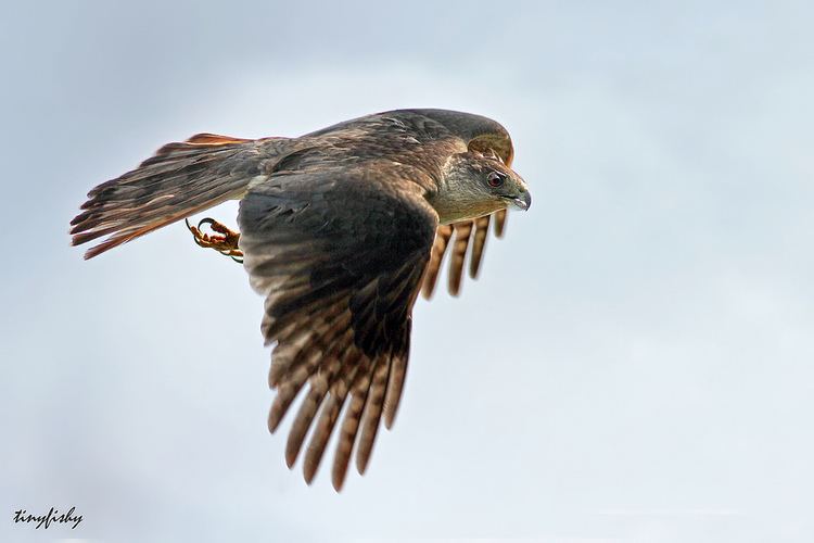 Gundlach's hawk 17a Endangered Gundlach39s Hawk adult Holguin Cuba Flickr