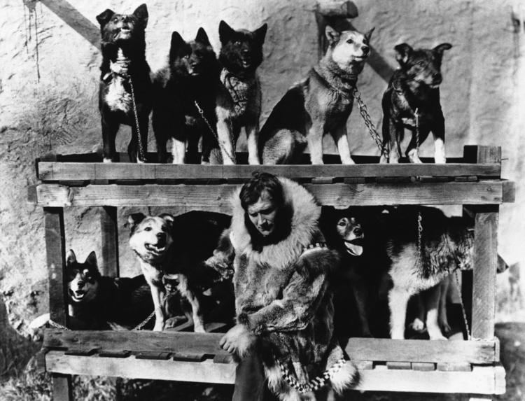 Gunnar Kaasen Gunnar Kaasen with Balto and his other dogs 1925 Their