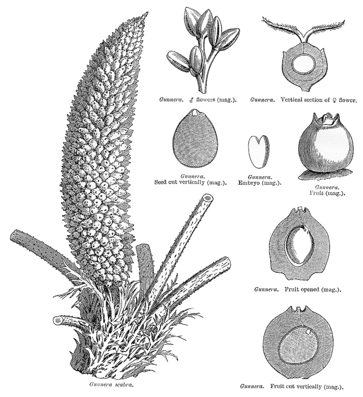Gunneraceae Angiosperm families Gunneraceae Endl
