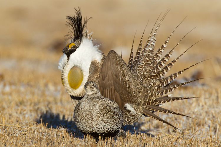 Gunnison grouse Protect the Gunnison SageGrouse ForceChange
